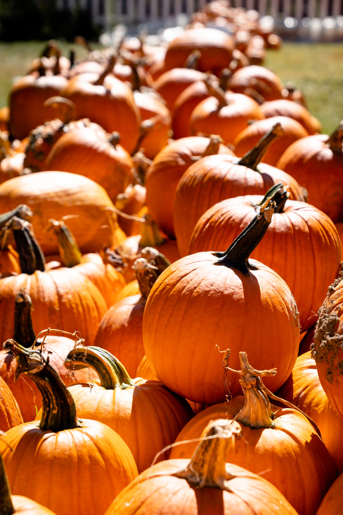Pumpkin' patch stock